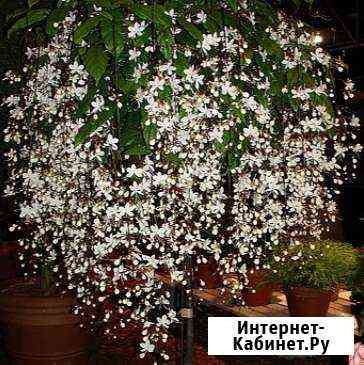 Глоксиния, клеродендрон Шмидта, Клеродендрон Томпс Краснодар