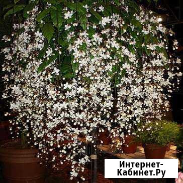 Глоксиния, клеродендрон Шмидта, Клеродендрон Томпс Краснодар - изображение 1