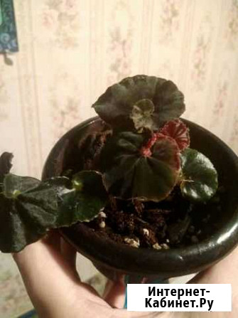 Бегония black fang Омск - изображение 1