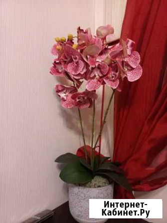 Орхидея фаленопсис Нижний Новгород - изображение 1