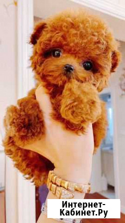 Тэдди пудель девочка Teddy teacup poodle Белгород - изображение 1