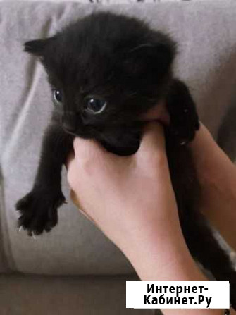 Котенок Рошаль - изображение 1