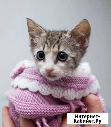 Отдам котенка в добрые руки Мурманск - изображение 1