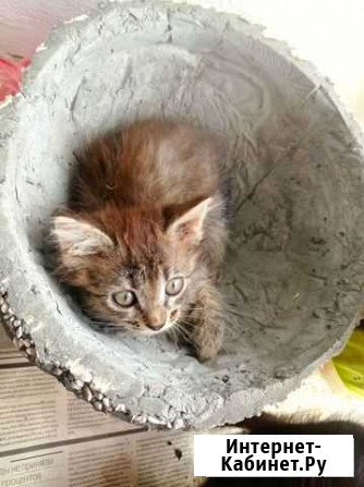 Котята в добрые руки Бакалы - изображение 1