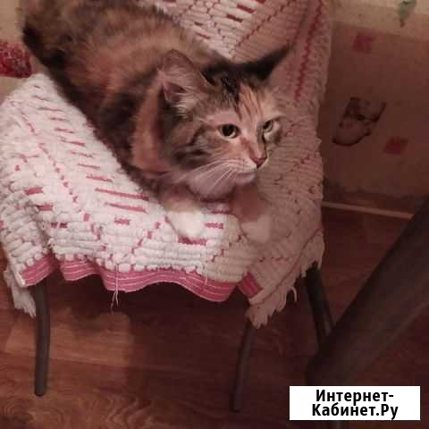 Кошки в добрые руки бесплатно Электросталь - изображение 1