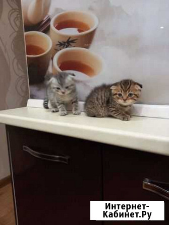 Кошка Набережные Челны - изображение 1