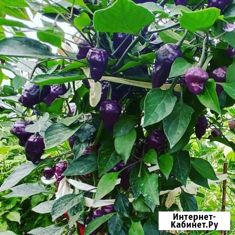 Перец Purple UFO, семена Смоленская - изображение 1