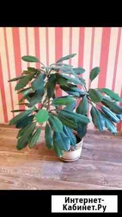 Фикус, молочай, шефлера Казань