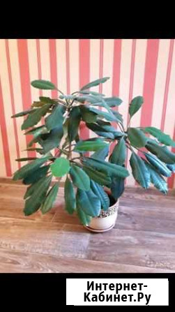 Фикус, молочай, шефлера Казань - изображение 1