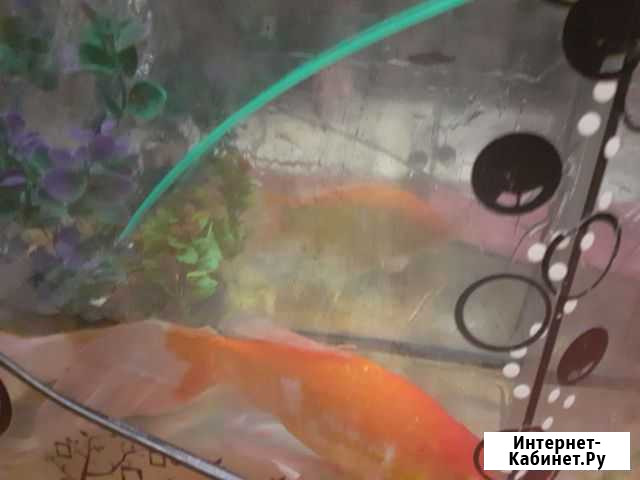 Аквариум совсем что нужно для начинающего Краснодар - изображение 1