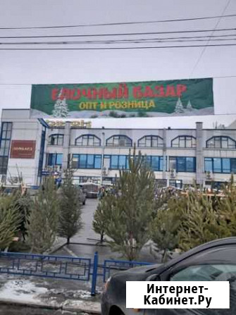 Новогодние сосны и ели Курск - изображение 1