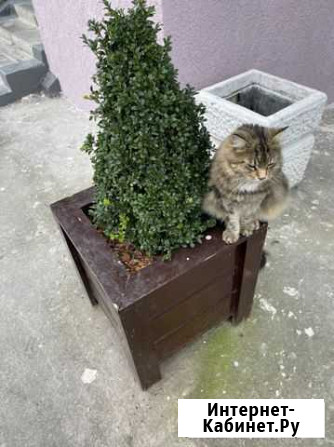 Кошка Новороссийск - изображение 1