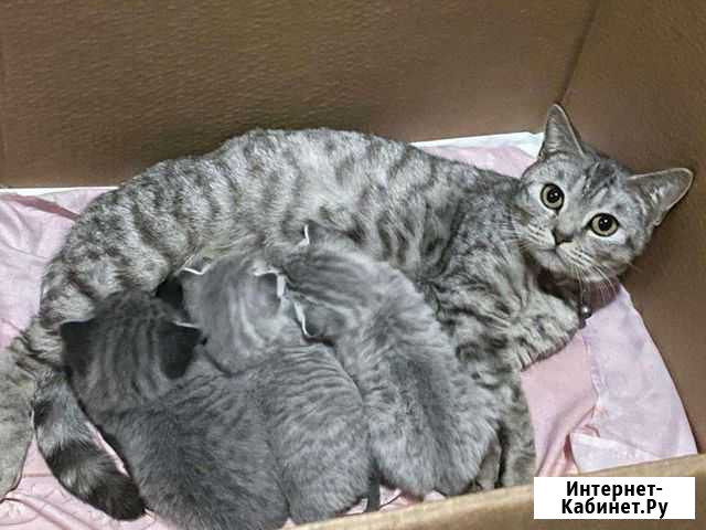 Шотландские котята Первомайский - изображение 1