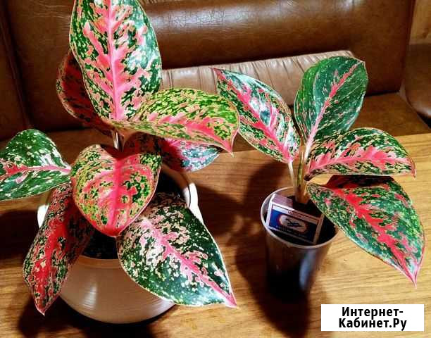 Аглаонема Happiness / Хэппинесс Тамбов - изображение 1