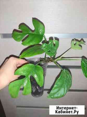 Монстеры мини сорта Растения для дома Ростов-на-Дону