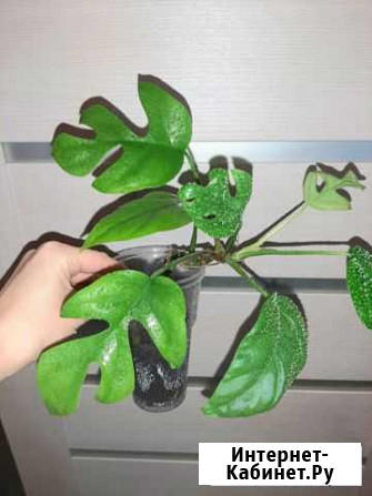 Монстеры мини сорта Растения для дома Ростов-на-Дону - изображение 1