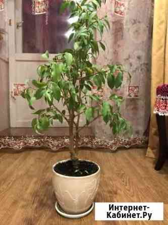 Фикус бенджамина Тверь