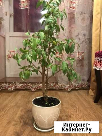 Фикус бенджамина Тверь - изображение 1