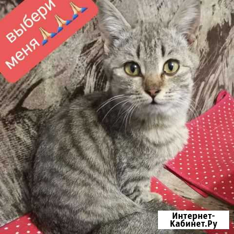 Кошка в дар Нижнекамск - изображение 1