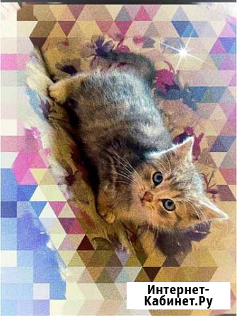 Котята Грязи - изображение 1