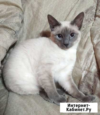 Меконгский бобтейл Октябрьский - изображение 1
