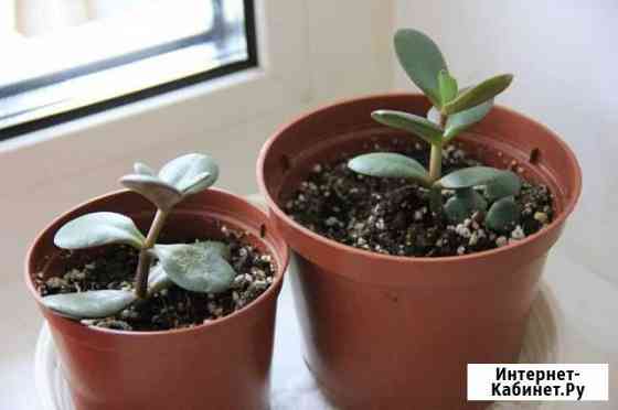 Денежное дерево (Крассула, толстянка) Челябинск