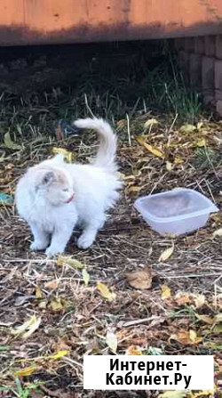 Отдам в добрые руки котят Петропавловск-Камчатский - изображение 1