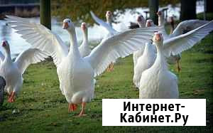 Гусь домашний Миллерово - изображение 1