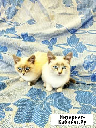 Котята Чебоксары - изображение 1