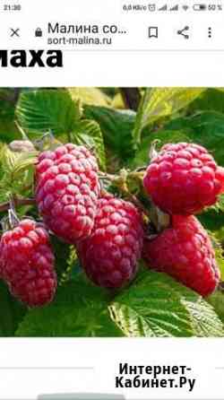 Малина Шапка Мономаха Волгоград