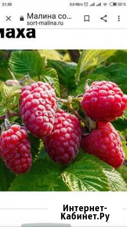 Малина Шапка Мономаха Волгоград - изображение 1