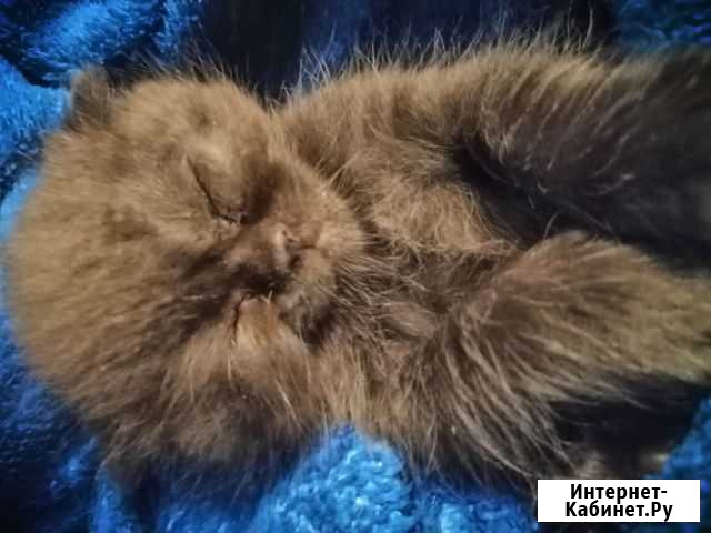 Шотландские котята Изобильный - изображение 1