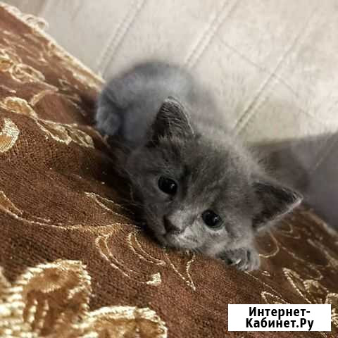Котята в добрые руки Бор - изображение 1