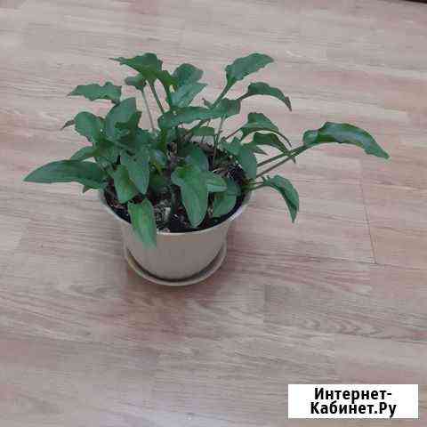 Цветы комнатные Чебоксары