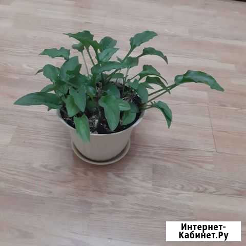 Цветы комнатные Чебоксары - изображение 1