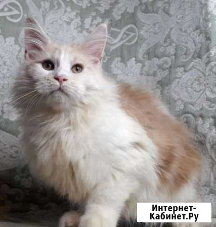 Красивый серебрянный котенок Сергиев Посад - изображение 1