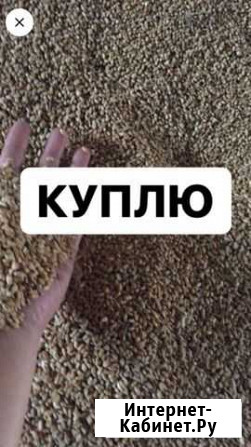 Пшеница Огаревка - изображение 1