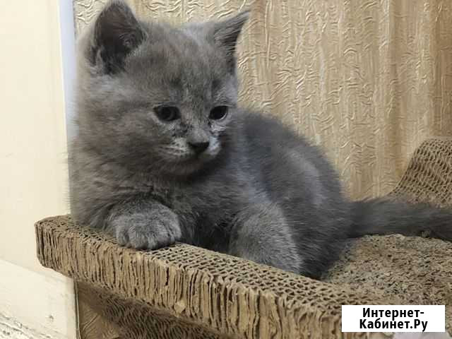 Котята тигрята Кузнецк - изображение 1
