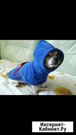 Халатик на чихуа Новосибирск