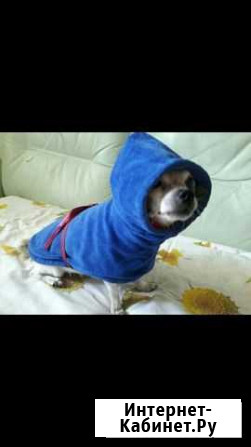 Халатик на чихуа Новосибирск - изображение 1