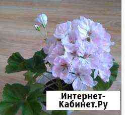 Пеларгония сортовая Севастополь