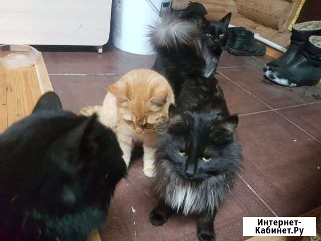 Котята мальчики Альметьевск - изображение 1