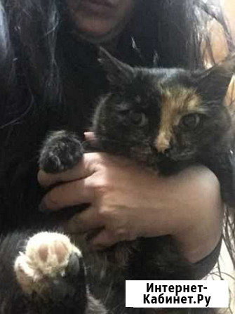 Кошка ищет семью Нижний Новгород - изображение 1