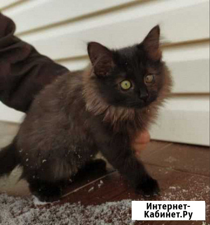 Котенок котик 2,5 мес Раменское - изображение 1