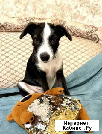 Щенок в добрые руки Краснодар - изображение 1