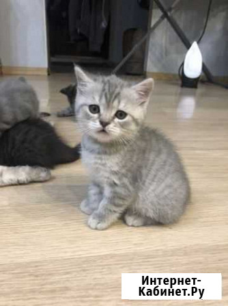 Котята тигрята Кузнецк - изображение 1