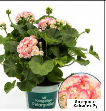Герань Appleblossom Благовещенск - изображение 1