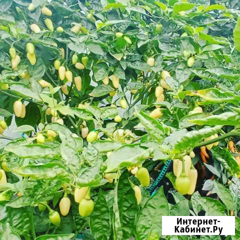 Перец Habanero White, семена Смоленская - изображение 1