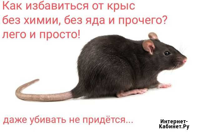 Избавление от крыс Салехард - изображение 1