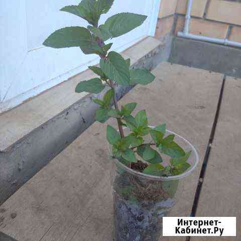 Мята шоколад Казань